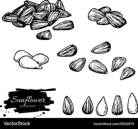 Sunflower seed set drawing hand drawn Royalty Free Vector