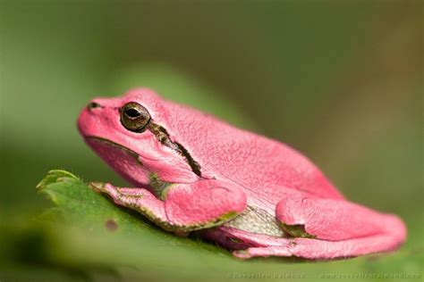 pink erythrism grasshopper insect rare frog | Tree frogs, Frog, Amazing frog