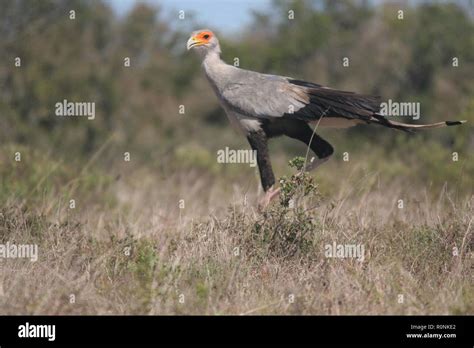 Secretary bird flying hi-res stock photography and images - Alamy