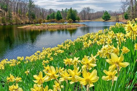 Daffodils Poem | Field Of Daffodils Lake Sunny daffodil photograph (With images) | Daffodils ...