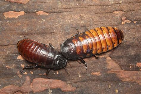 Big Tropical Cockroach Female of Gromphadorhina Portentosa , One of the ...