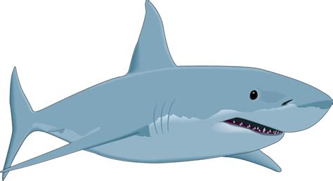 Great white shark Drawing Clip art - sharks png download - 1023*557 - Free Transparent Shark png ...