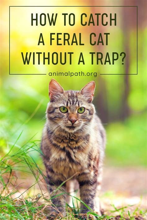 How to Catch a Feral Cat Without a Trap? | Feral cats, Catch the cat, Cats outside