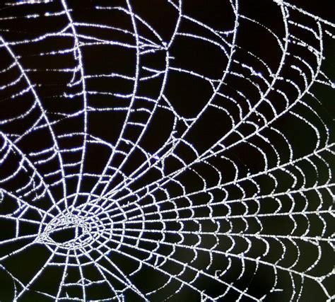 Frosty Morning Web | Snapped this on my clothes dryer this m… | Flickr