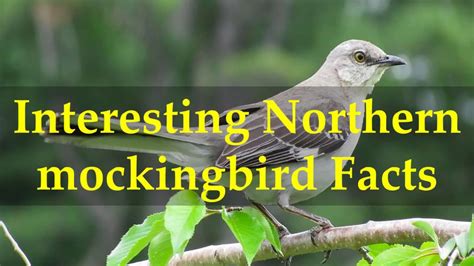 Interesting Northern mockingbird Facts - YouTube