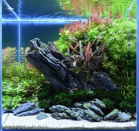 2013 AGA Aquascaping Contest - Entry #54 | Aquarium landscape, Aquascape, Aquarium