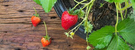 Edible Gardening Tips for Fresh Fruits, Vegetables & Herbs | Backyard Garden Patio, Balcony, or ...