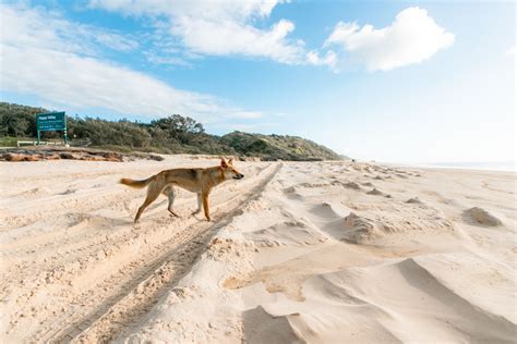 Wildlife on Fraser Island - Fraser-Tours.com