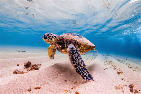 Impresión fotográfica de aluminio / lienzo de tortuga marina | Etsy