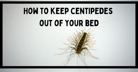 How to Keep Centipedes Out of Your Bed? Tips From A Pro