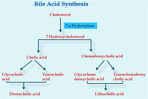 Bile acid synthesis - www.medicoapps.org