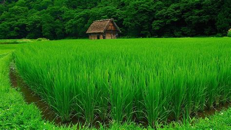 HD wallpaper: green rice field, nature, landscape, water, trees, house ...