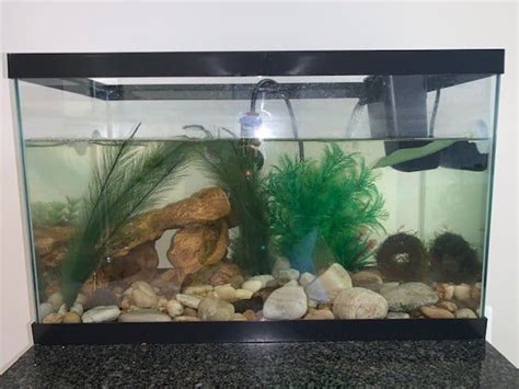 Shrimp Breeding Tank Size: What You’ll Need - Shrimp Tank Talk