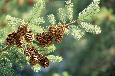 Fir Tree Identification Chart