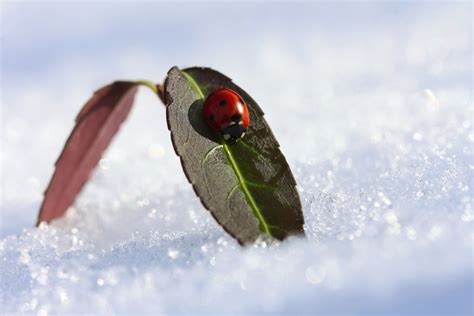 Ladybug on a leaf in a winter sunny day | Northwest Exterminating