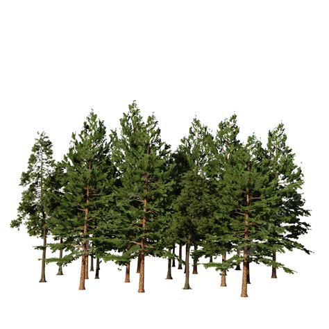 Pine Tree Cutout PNG Transparent, Pine Tree Forest Cutout, Forest, Pine ...