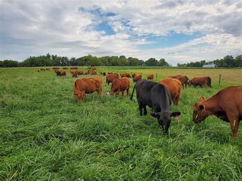 Strip Grazing for Soil Health - The Land Connection