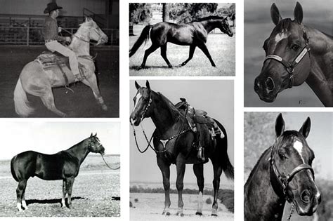 60 best Quarter Horse History images on Pinterest | Beautiful horses, Pretty horses and Quarter ...