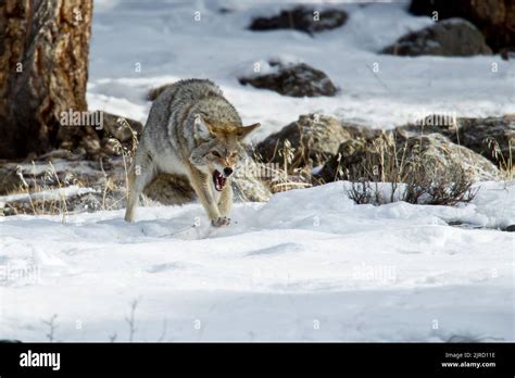 Coyote (Canis latrans) displaying aggressive behavior Stock Photo - Alamy