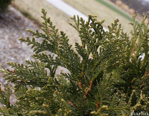 Technitoâ„¢ Eastern Arborvitae - Thuja occidentalis 'Bail John' - North American Insects & Spiders