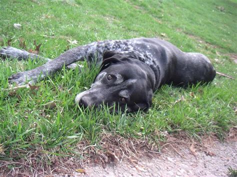 Bowzer, Miniature Schnauzer and Basset Hound Mix - SpockTheDog.com