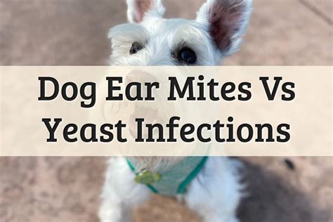 Dog Ear Mites Vs Yeast Infections Guide (2022 Update)