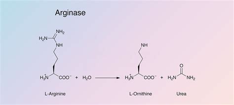 Arginase - Worthington Enzyme Manual | Worthington Biochemical