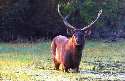 Sambar - Description, Habitat, Image, Diet, and Interesting Facts