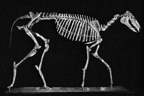 Miohippus | fossil mammal genus | Britannica.com