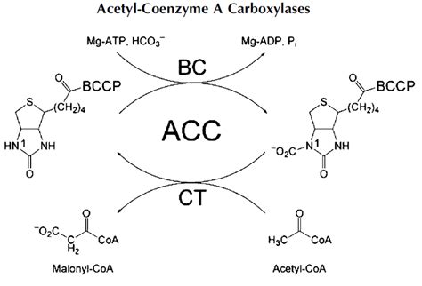 6 ): Acetyl-coenzyme-A carboxylase (ACC) role in fatty acid metabolism ...