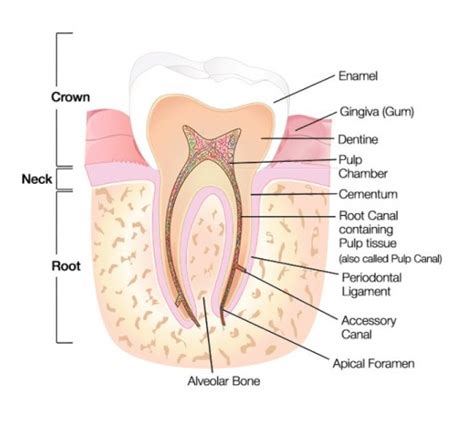 Anatomy