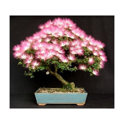 Silk Mimosa Bonsai Seeds