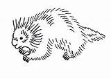 Porcupine Coloring Pages Clipart Clip Cliparts Drawing Porcupines Cute  sketch template