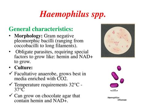 Haemophilus influenzae resistant to antibiotics