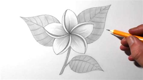 How to Draw a Jasmine Flower for Beginners | Pencil Drawing & Shading - YouTube