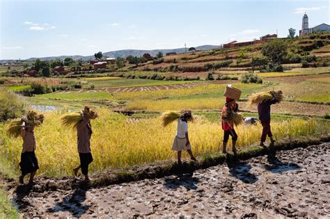 Madagascar - Agriculture and Food security - AKDN