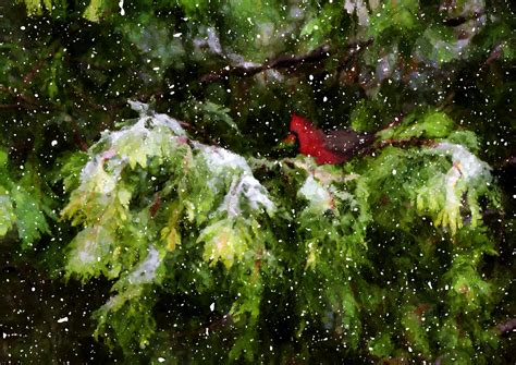 Winter Cardinal Free Stock Photo - Public Domain Pictures