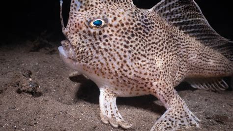 Photographer Snags Image of Rare Tasmanian Spotted Handfish » Explorersweb