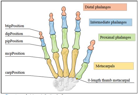 Why do Leap Hands have intermediate phalanges on the thumbs instead of ...