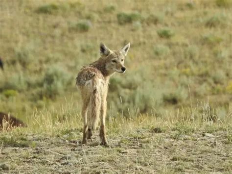 What Does Coyote Poop Look Like? | Coyote Scat Identification