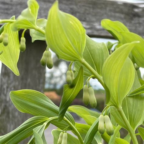 Polygonatum biflorum - Harley Nursery