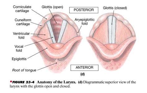 the epi glotids | Pharmacology nursing, Medical anatomy, Medical knowledge