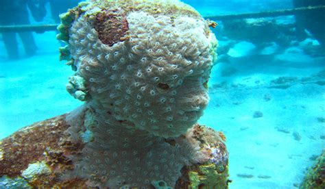 How Artificial Reefs Help Nature Restore Itself? | RUSHKULT