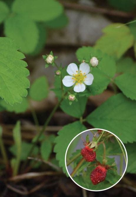 Understory native plants – Garden Bite