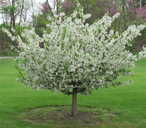 Sargent Crabapple | Crabapple tree, Plants, Crab apple