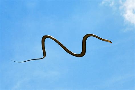 आखिर कैसे उड़ पाते हैं ये Flying Snakes, वैज्ञानिकों ने लगा लिया पता