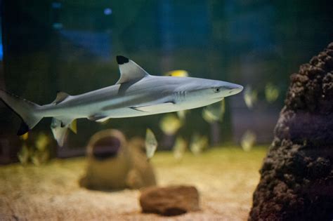 B is for Black Tip Reef Shark - St Andrews Aquarium