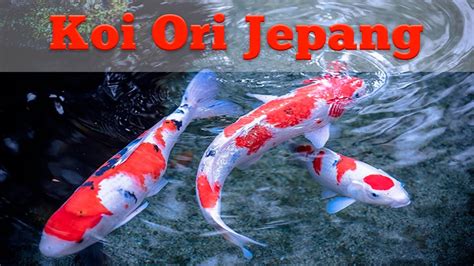 REVIEW IKAN KOI IMPORT JEPANG - YouTube