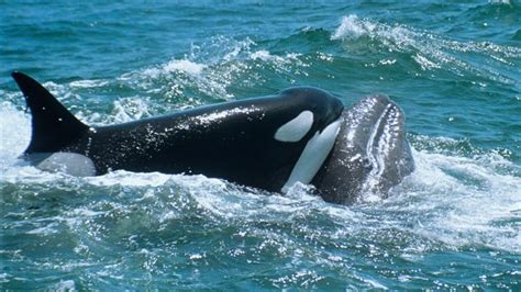 BBC - Earth - Orcas and whales seen in fight to the death