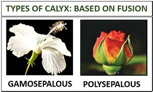 Calyx in Plants - Meaning, Features & Types - Biology Reader